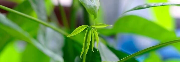Nahaufnahme einer Glückskastanie mit neuem Austrieb.